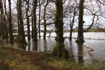 Wards Pond flood, Loch Lomond NNR