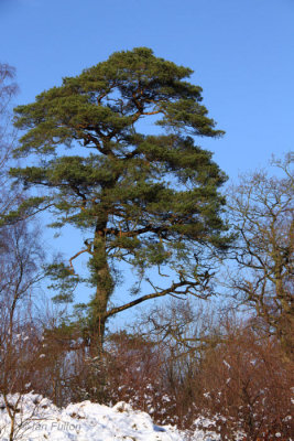 Scots Pine tree by the West Highland way near Carbeth