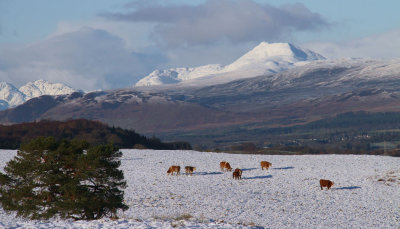 Cattle in the snow with Ben Lomond behind