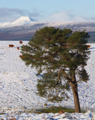 Scots Pine tree with Ben Lomond in the background