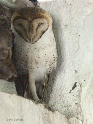 Barn Owl, Finca Mariposa-Santa Cruz, Galapagos