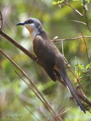 Black-billed Cuckoo, Finca Mariposa-Santa Cruz, Galapagos