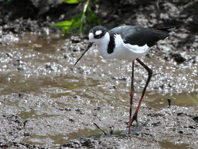 Black-necked Stilt, Finca Mariposa-Santa Cruz, Galapagos