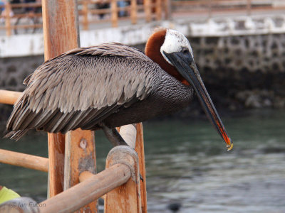 Brown Pelican, Puerto Ayora-Santa Cruz, Galapagos
