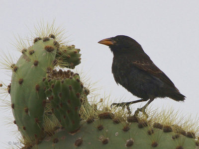 Common Cactus Finch, Research Centre-Santa Cruz, Galapagos