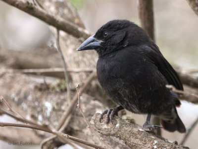 Common Cactus Finch, Research Centre-Santa Cruz, Galapagos