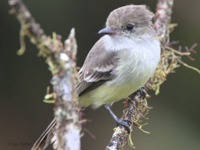 Galapagos Flycatcher, Media Luna-Santa Cruz, Galapagos