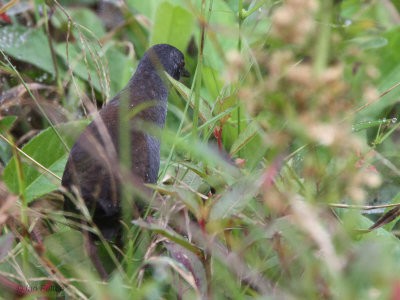 Galapagos Rail, Media Luna-Santa Cruz, Galapagos