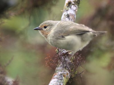 Green Warbler-Finch, Media Luna-Santa Cruz, Galapagos