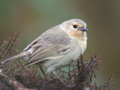 Green Warbler-Finch, Media Luna-Santa Cruz, Galapagos