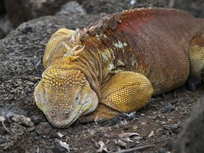 Land Iguana, Research Centre-Santa Cruz, Galapagos