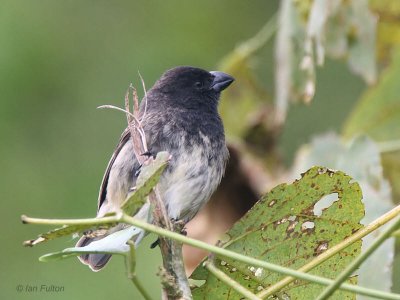 Large Tree-Finch, Santa Cruz, Galapagos