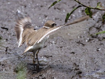 Semipalmated Plover, Finca Mariposa-Santa Cruz, Galapagos