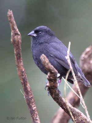 Small Ground-Finch, Santa Cruz, Galapagos