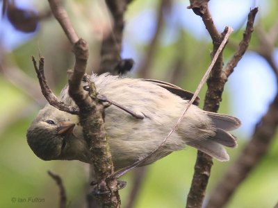 Small Tree-Finch, Los Gemelos-Santa Cruz, Galapagos