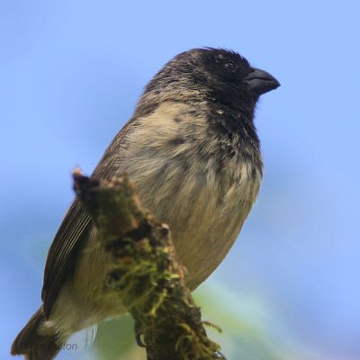 Small Tree-Finch, Los Gemelos-Santa Cruz, Galapagos