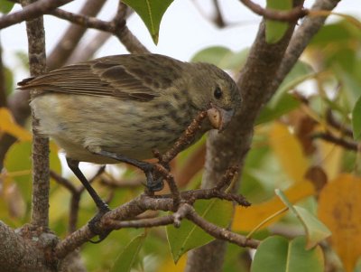 Small Tree-Finch, Los Gemelos-Santa Cruz, Galapagos