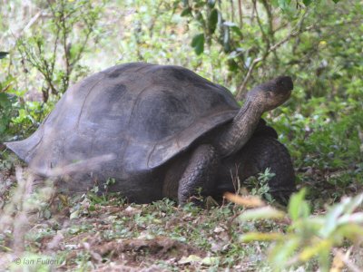 Galapagos Tortoise, Finca Mariposa-Santa Cruz, Galapagos