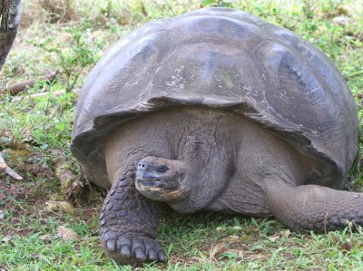 Galapagos Tortoise, Finca Mariposa-Santa Cruz, Galapagos