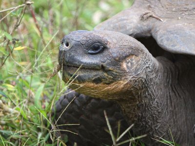 Galapagos Tortoise, Finca Mariposa-Santa Cruz, Galapagos