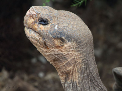 Galapagos Tortoise, Research Centre-Santa Cruz, Galapagos