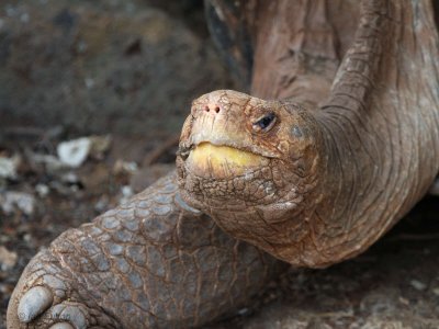 Galapagos Tortoise, Research Centre-Santa Cruz, Galapagos