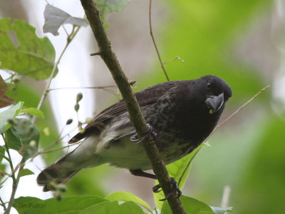 Vegetarian Finch, Santa Cruz, Galapagos