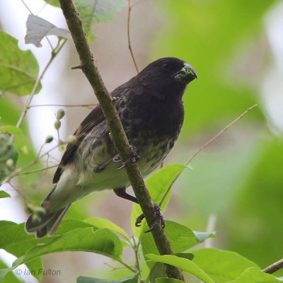 Vegetarian Finch, Santa Cruz, Galapagos