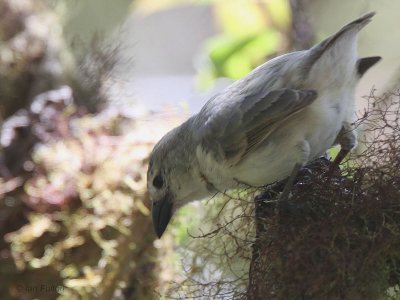 Woodpecker Finch, Los Gemelos-Santa Cruz, Galapagos