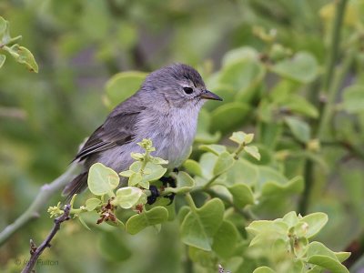 Gray Warbler-Finch, Gardner Beach-Espanola, Galalpagos