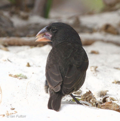 Galapagos - Just Birds