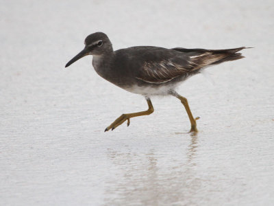 Wandering Tattler, Gardner Beach-Espanola, Galapagos