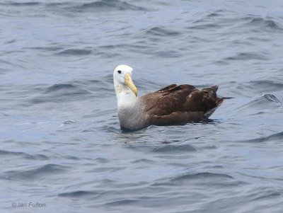 Waved Albatross, Espanola, Galapagos