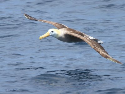 Waved Albatross, Espanola, Galapagos