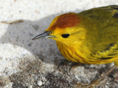 Yellow Warbler, Gardner Beach-Espanola, Galapagos