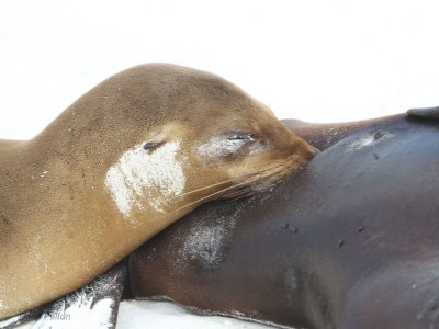 Galapagos Sea Lion, Gardner Beach-Espanola, Galapagos