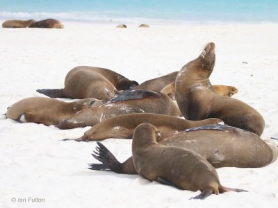 Galapagos Sea Lion, Gardner Beach-Espanola, Galapagos