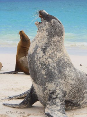 Galapagos Sea Lion, Gardner Beach-Espanola, Galapagos