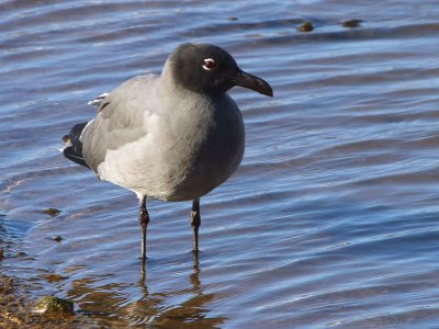 Lava Gull (adult), San Cristobal, Galapagos