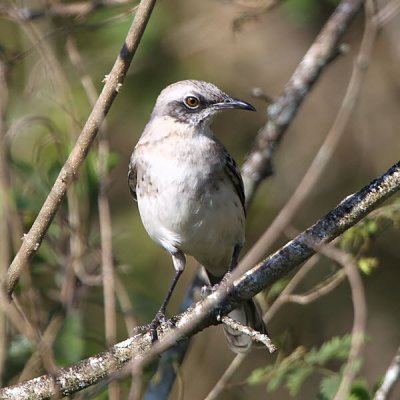 San Cristobal Mockingbird, San Cristobal, Galapagos