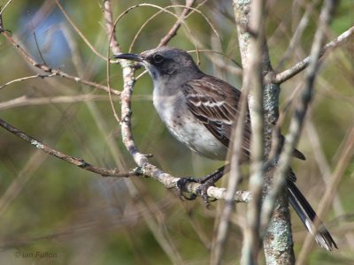 San Cristobal Mockingbird, San Cristobal, Galapagos