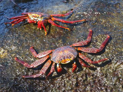 Sally Light-foot Crab, San Cristobal, Galapagos