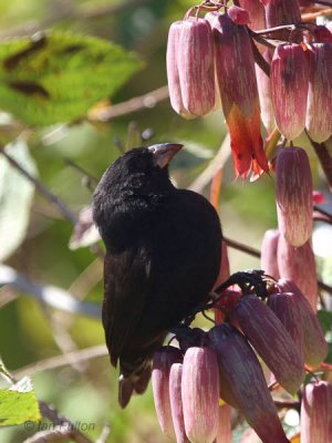 Small Ground-Finch, San Cristobal, Galapagos