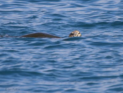 Pacific Green Turtle, San Cristobal, Galapagos