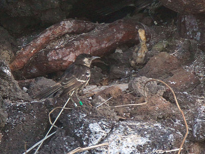 Floreana Mockingbird, Champion Islet, Galapagos
