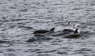 Bottle-nosed Dolphins, off Floreana, Galapagos
