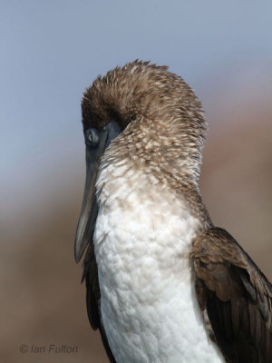 Blue-footed Booby, Devil's Crown-Floreana, Galapagos