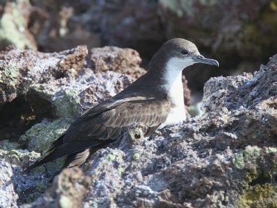 Galapagos Shearwater, Devil's Crown-Floreana, Galapagos