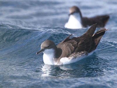 Galapagos Shearwater, Devil's Crown-Floreana, Galapagos