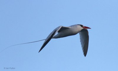 Red-billed Tropicbird, Champion Islet, Galapagos